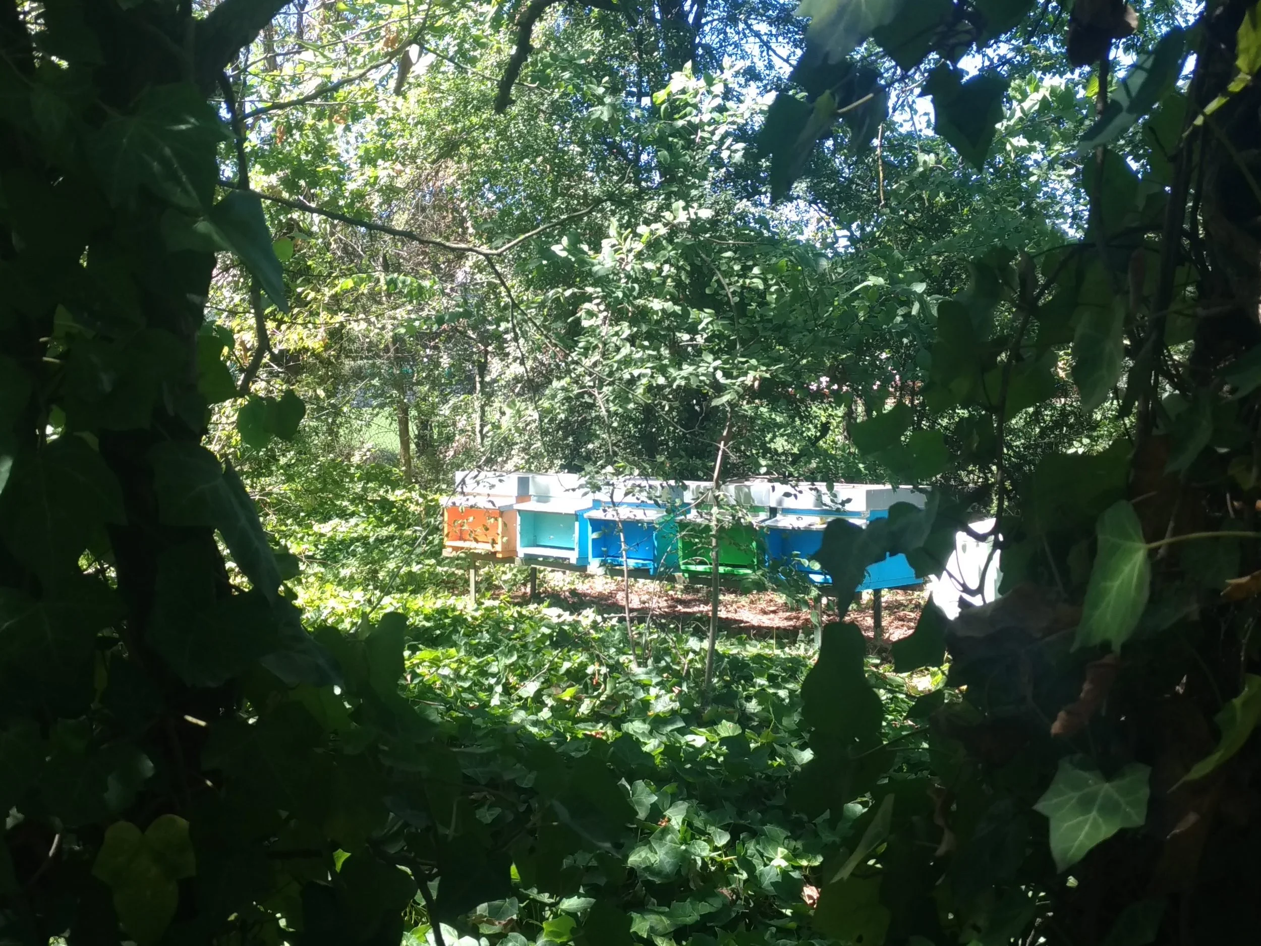 Apiari stanziali in Appennino e nel Frignano, qui si pratica apicoltura etica in luoghi incontaminati e si produce miele grezzo Meliodas