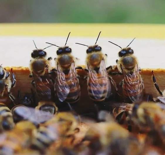 Shop online raw honey from Italy, contact us if you want to know more about our italian artisanal honey or about sustainable beekeeping