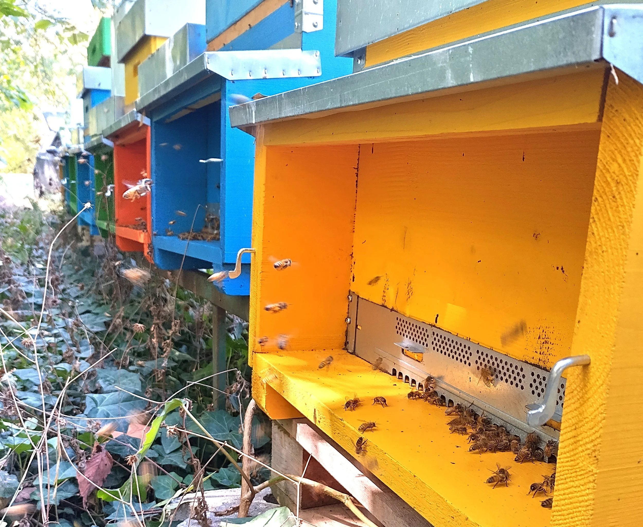 Far from pollution, we produce pure italian honey: acacia honey, linden honey, wildflower honey, all from Modena