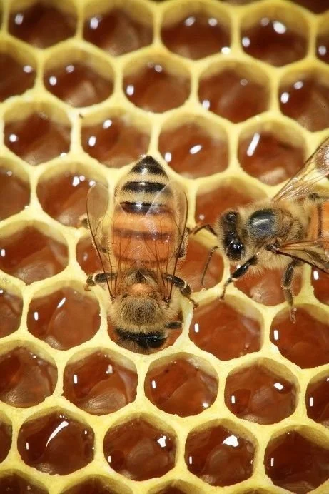 artisanal honey harvested in respect of bees welfare