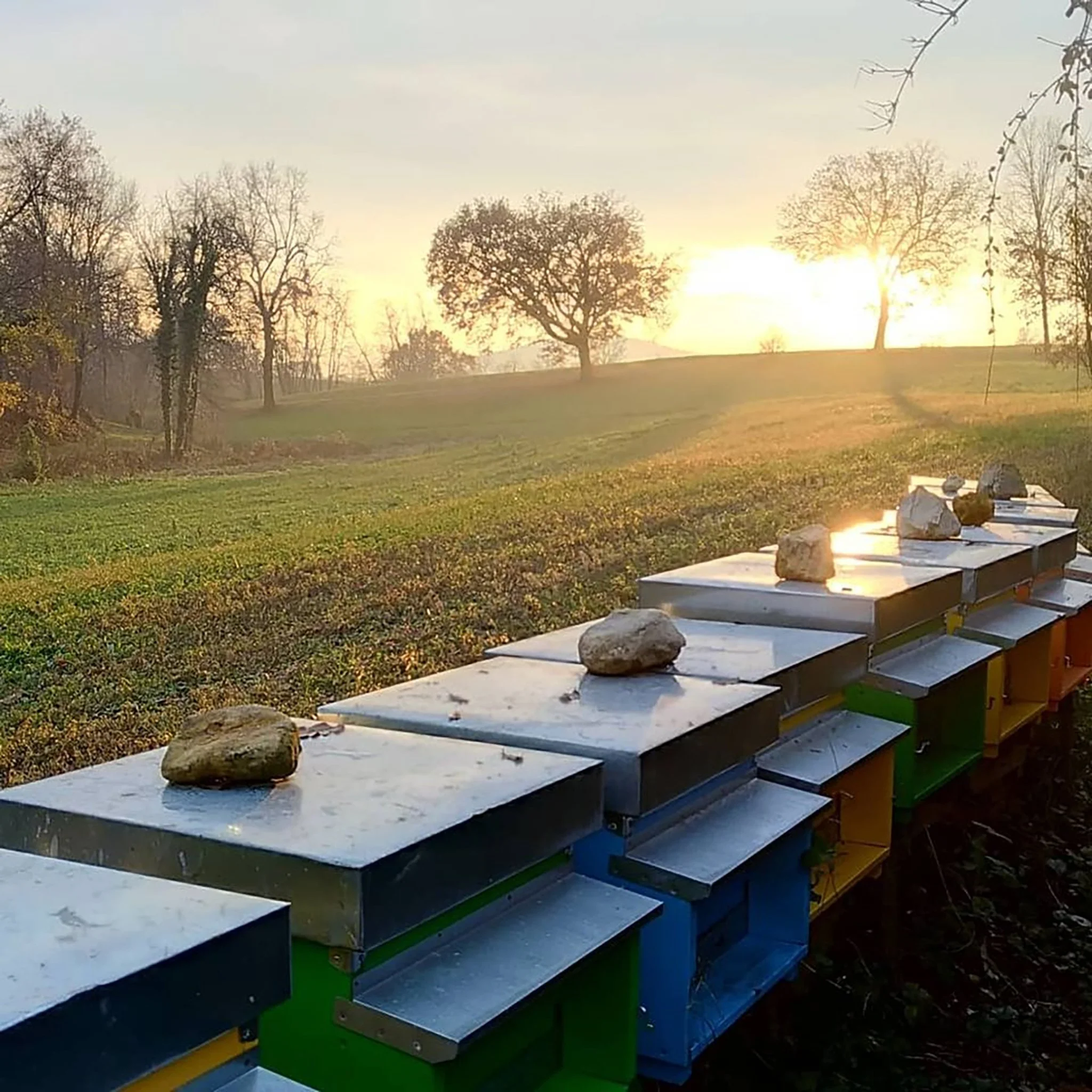 Apiari stanziali a Modena e provincia. Qui produciamo miele etico, non pastorizzato, 100% italiano