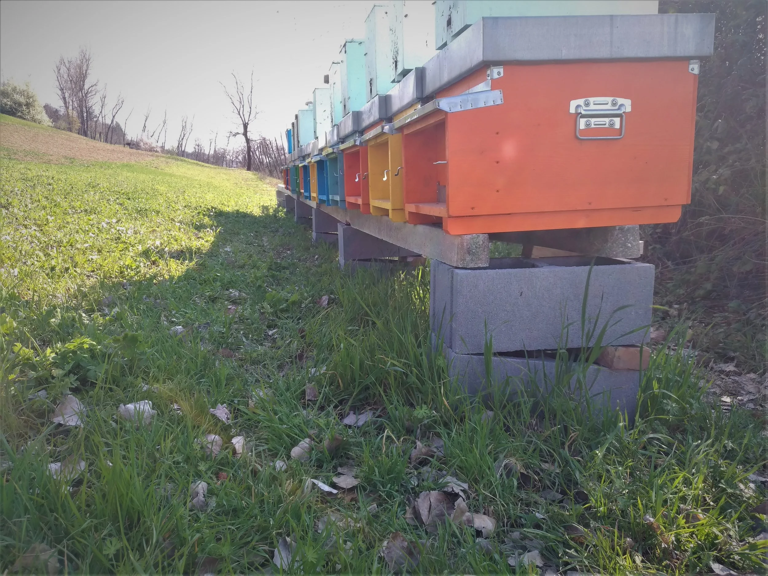 Apiari stanziali nel distretto ceramico di Modena, immersi nel verde in ambiente naturale ideale per apicoltura etica e produzione di miele italiano di alta qualità.