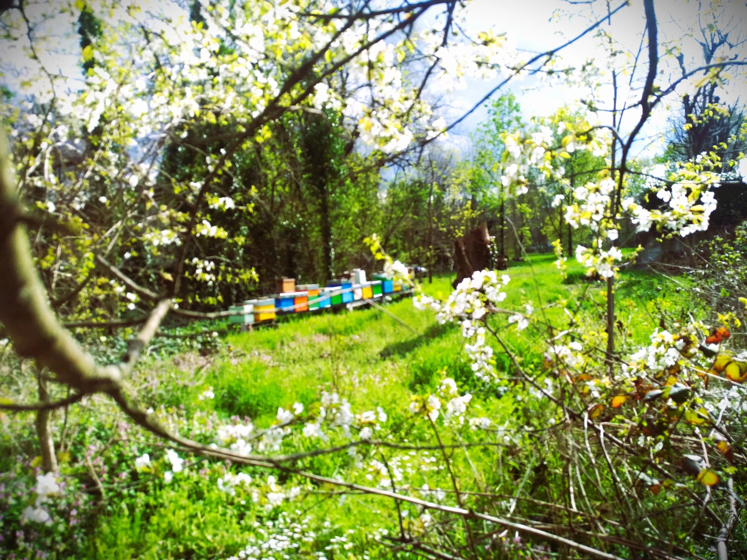 Apiari stanziali in provincia di Modena immersi nel verde, tra fiori spontanei e alberi, in ambiente naturale incontaminato ideale per apicoltura etica e produzione di miele italiano di qualità.