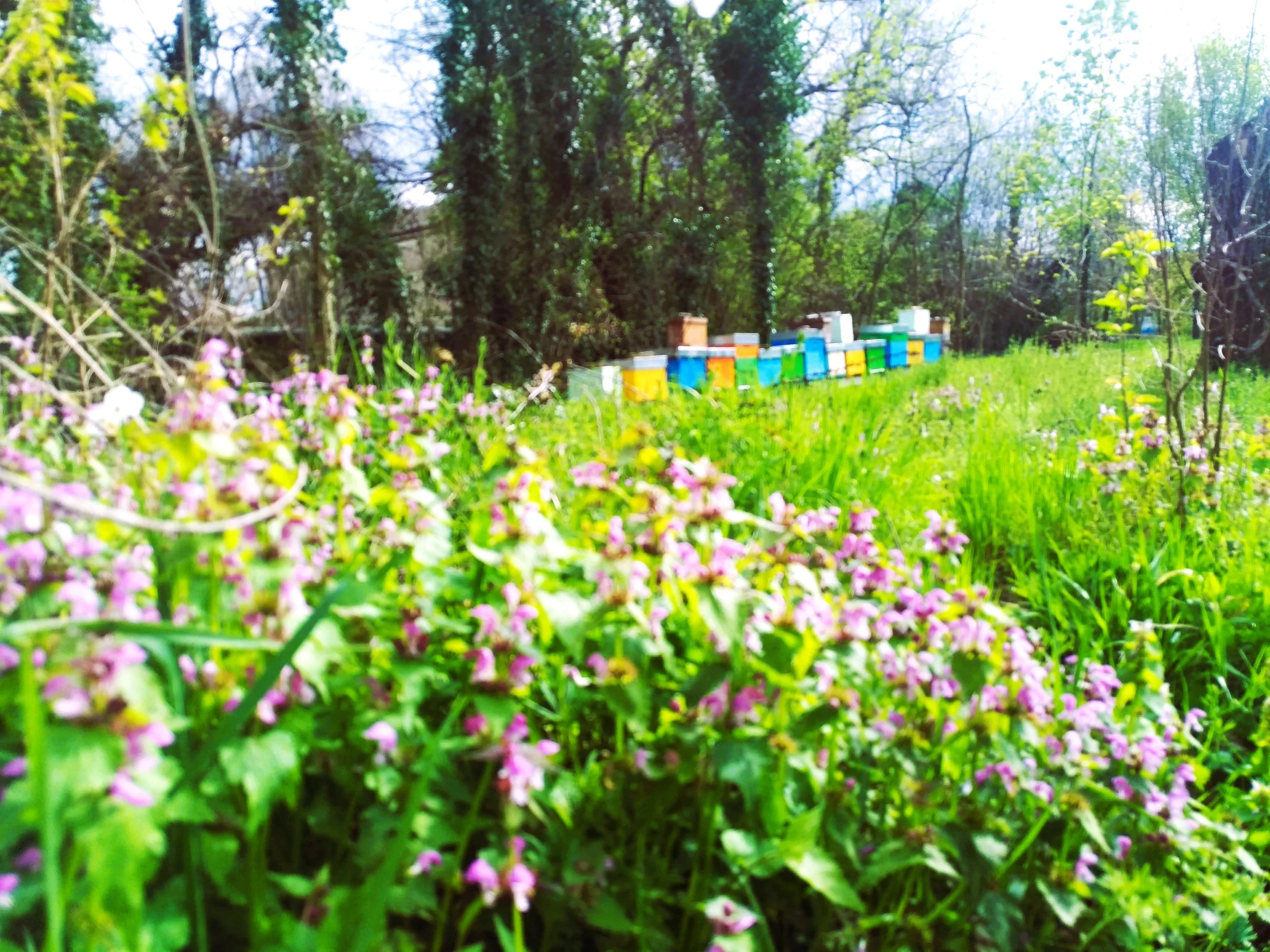 Here we produce single origin raw honey, from Modena, land of Italian Excellence