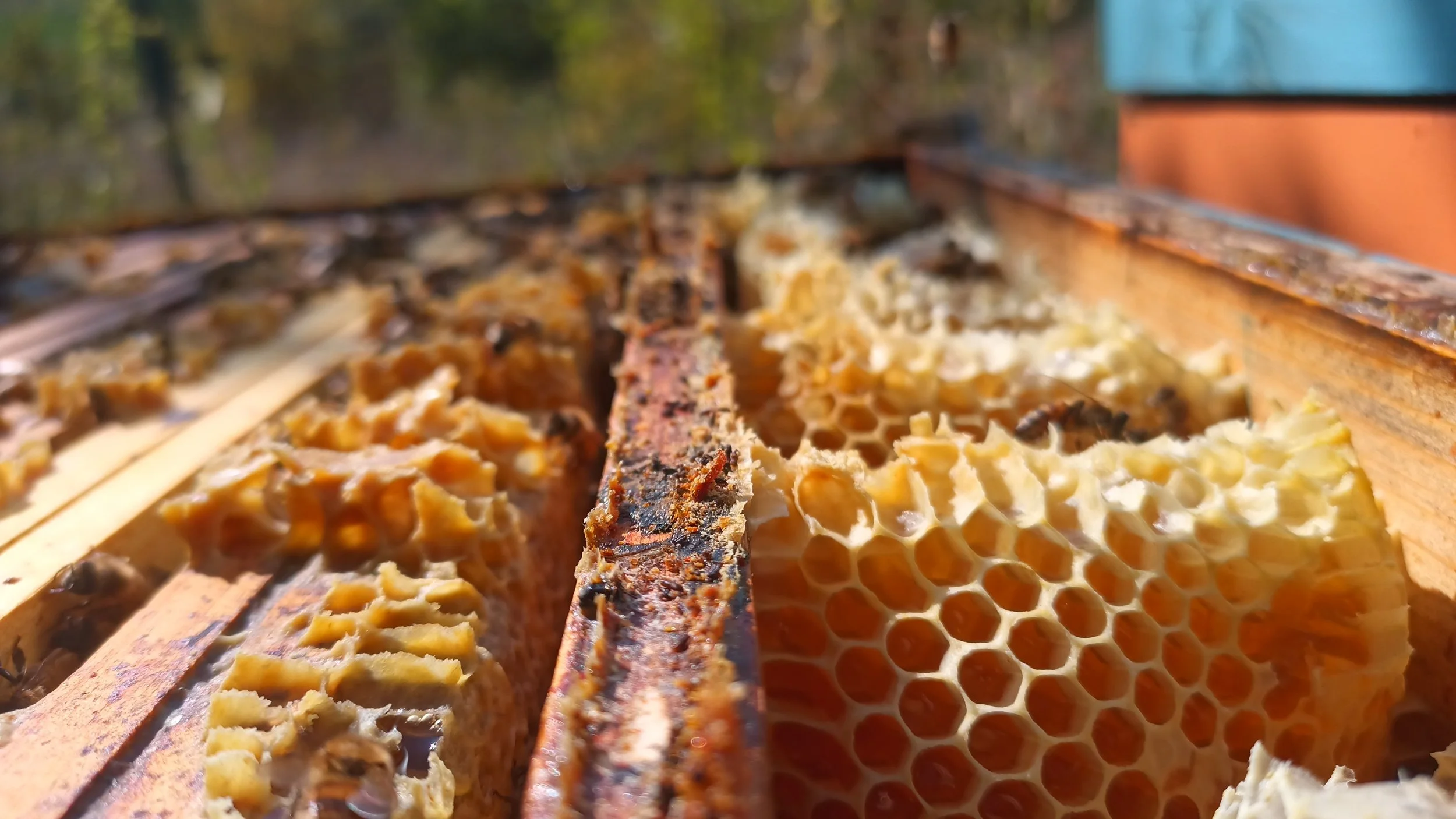  -  Apicoltura Etica in Italia: favoriamo il benessere delle api -