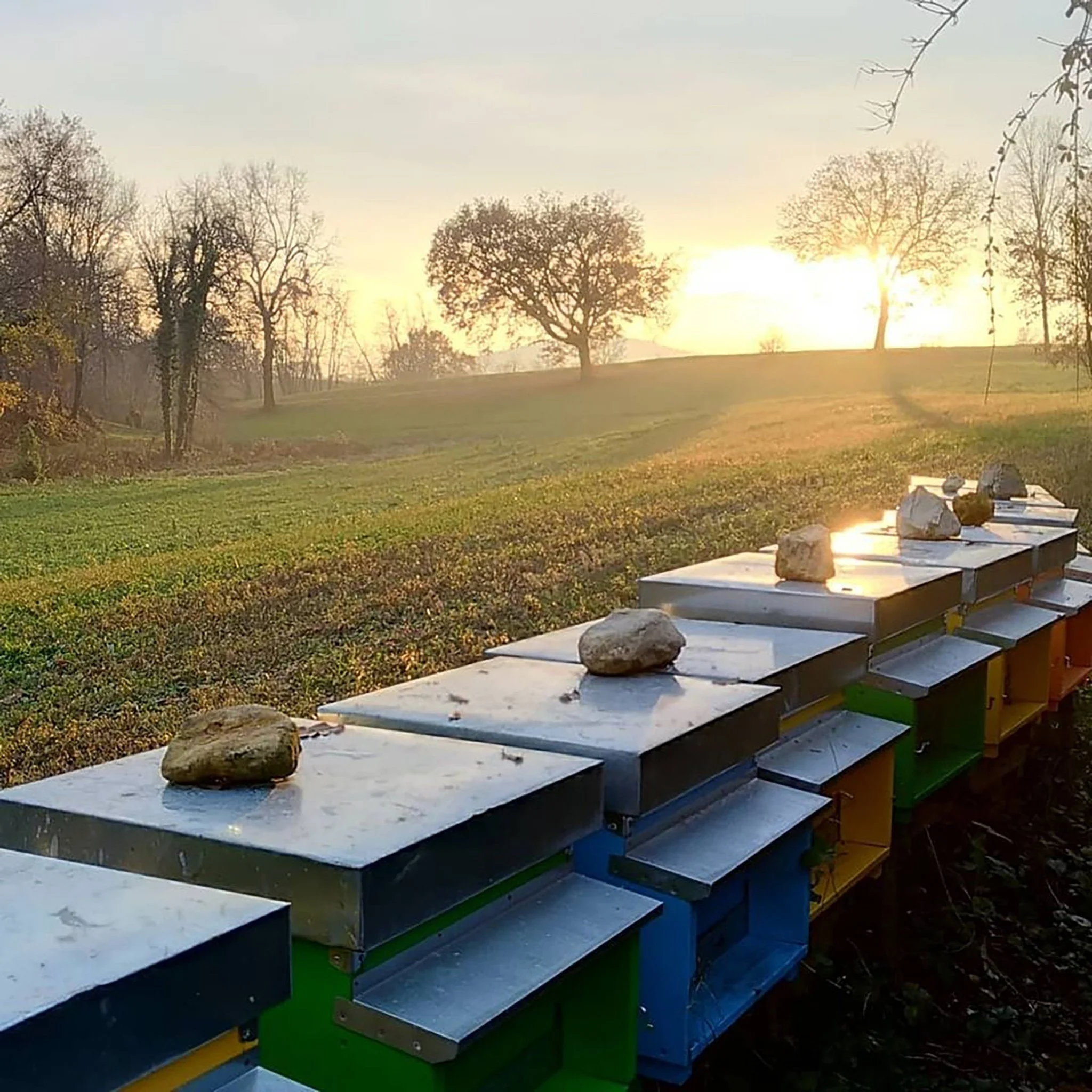 Artisanal unpasteurized honey from Castelvetro, Italy, land of Lambrusco