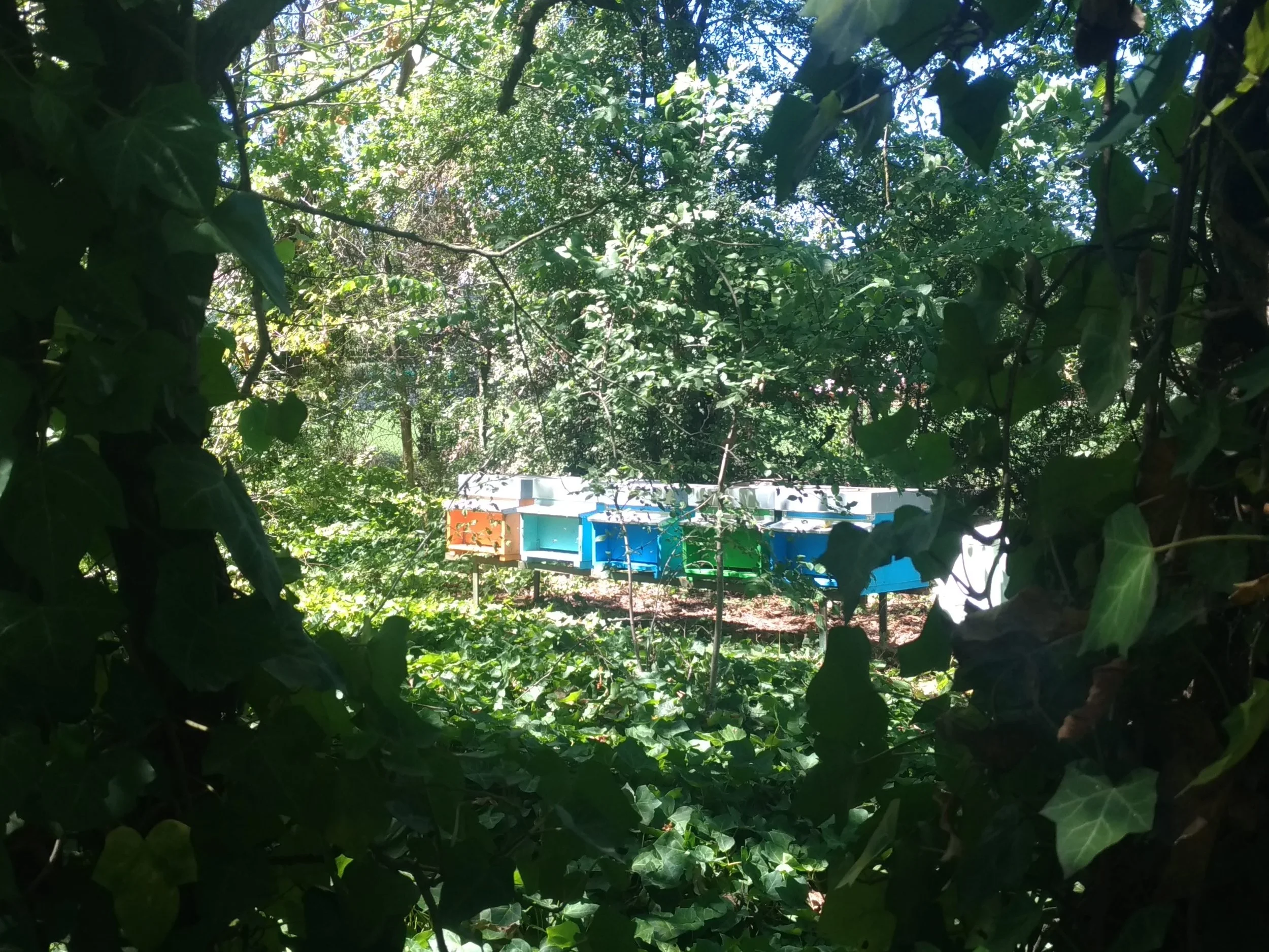 Peaceful hives in italian appennines, where raw forest honey is produced