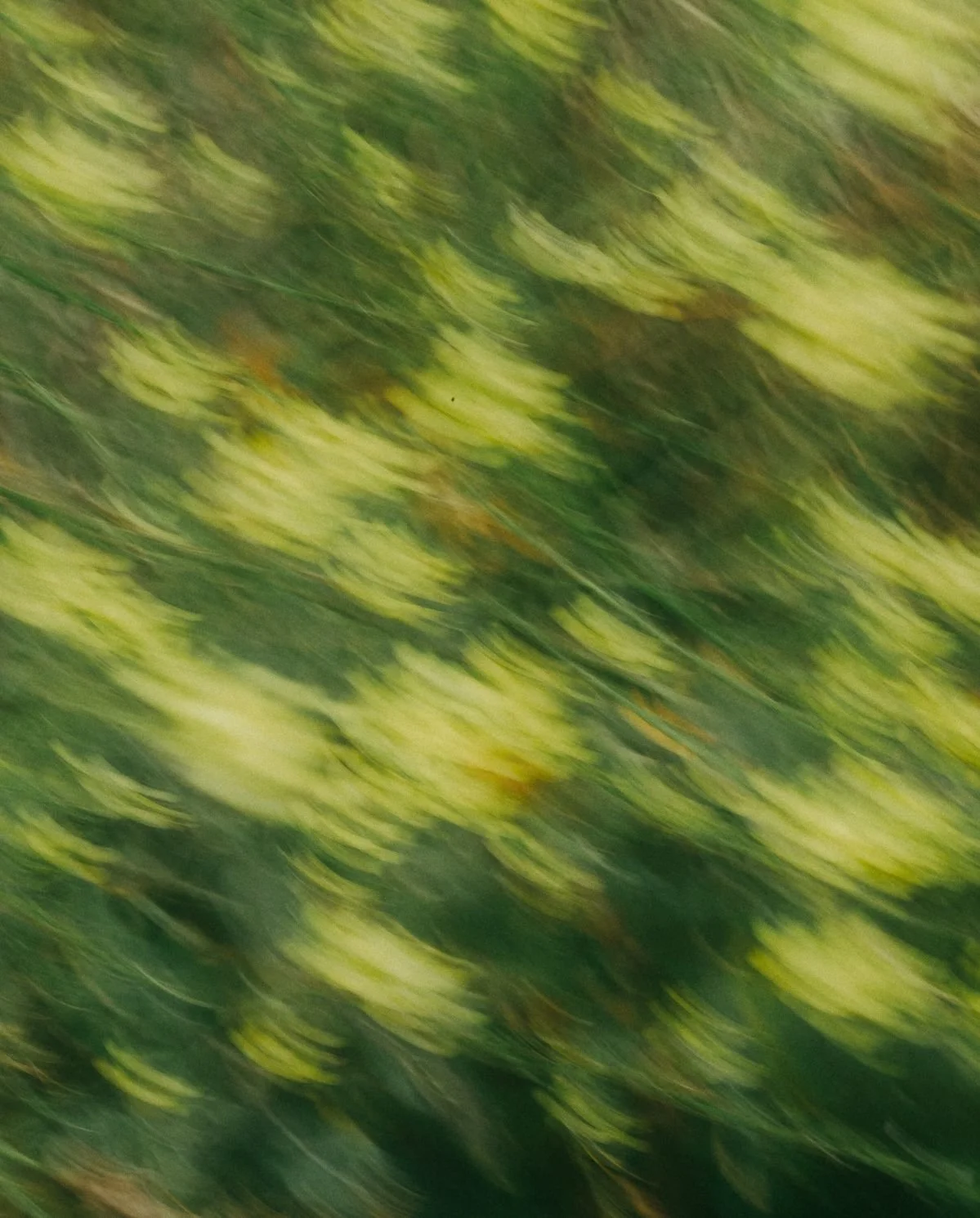 Blurred motion of green and yellow foliage with streaks of light.
