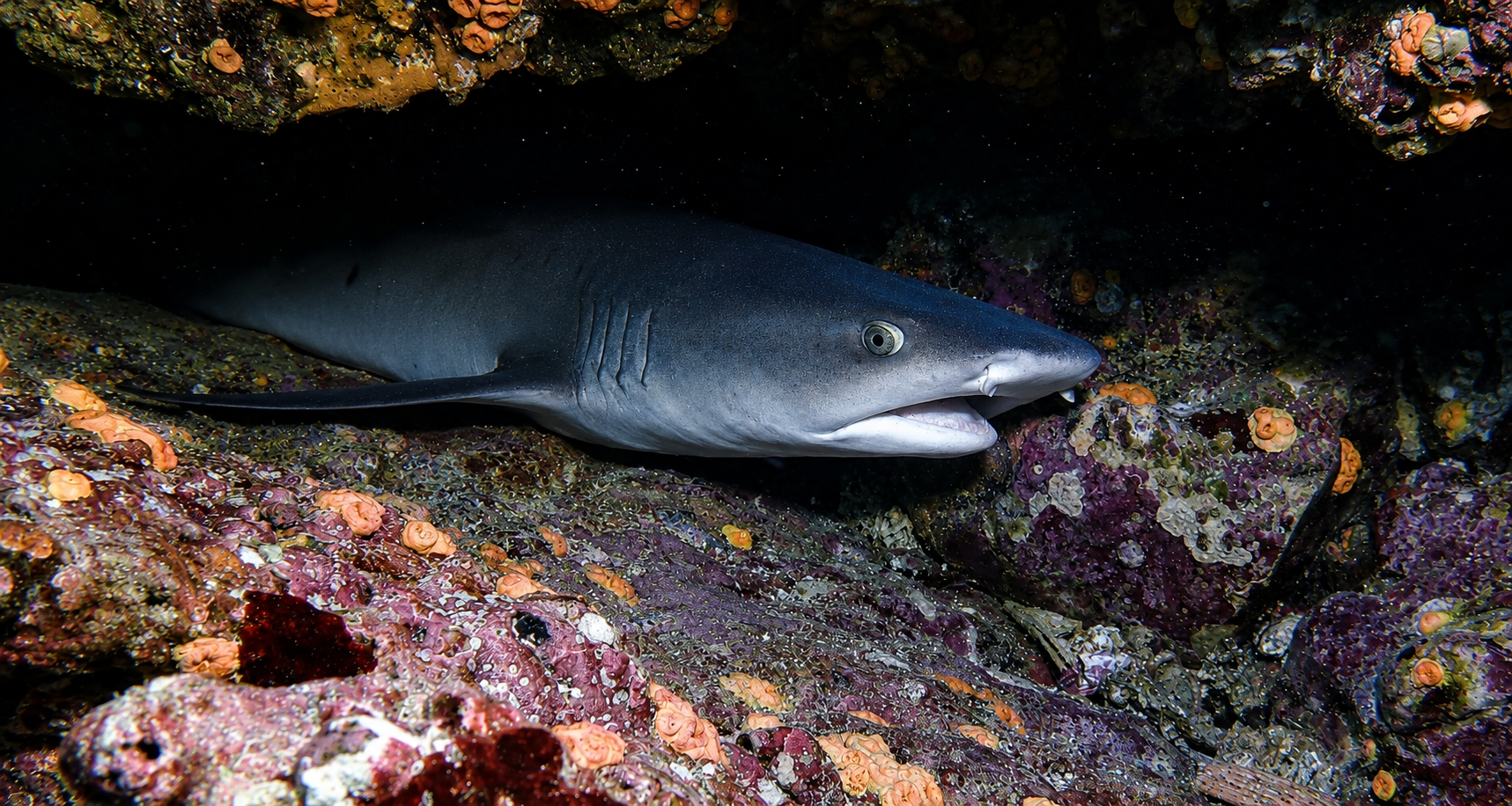 A grey shark with a pointed snout and large round eyes lying on the ocean floor among colorful corals.
