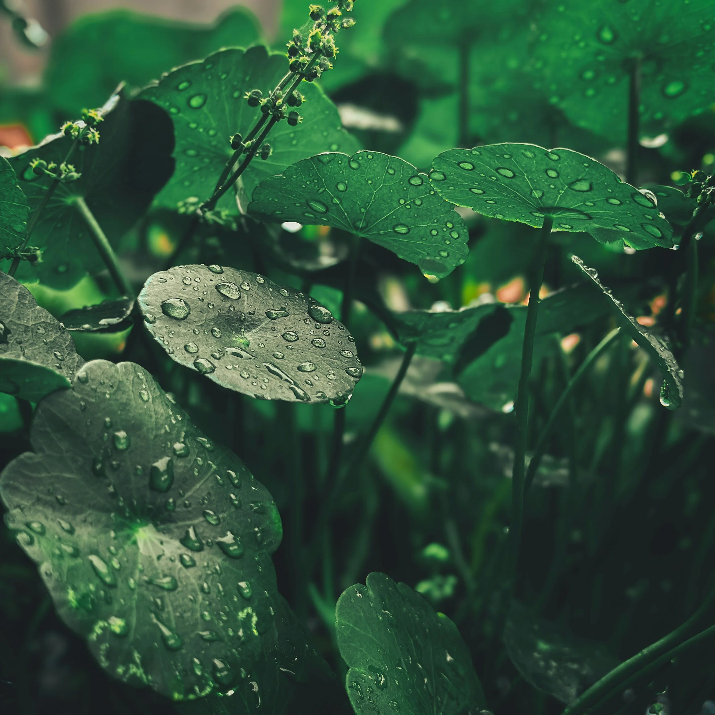 Dr Hwang’s Skincare - Blog on the story of pure harmony: