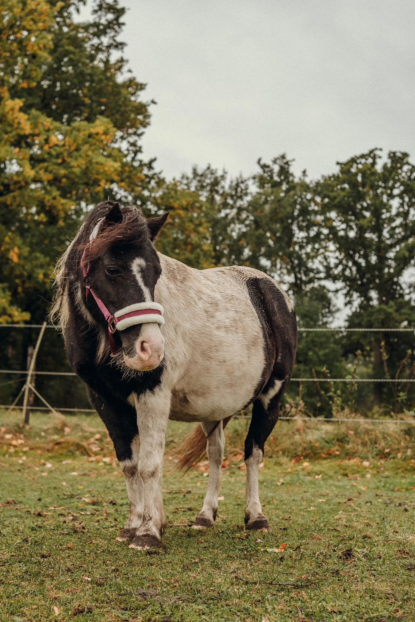 Pony auf dem Stinshof