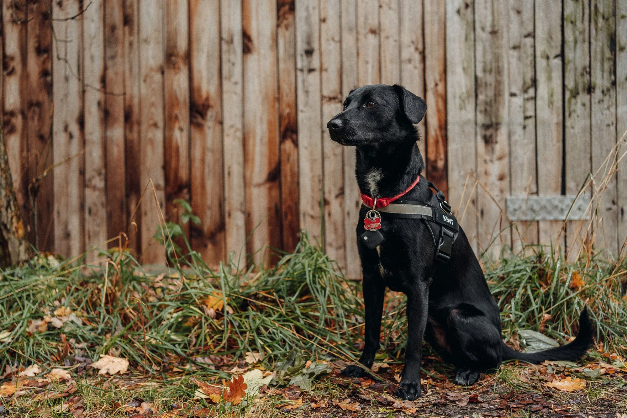 Hund vom Stinshof