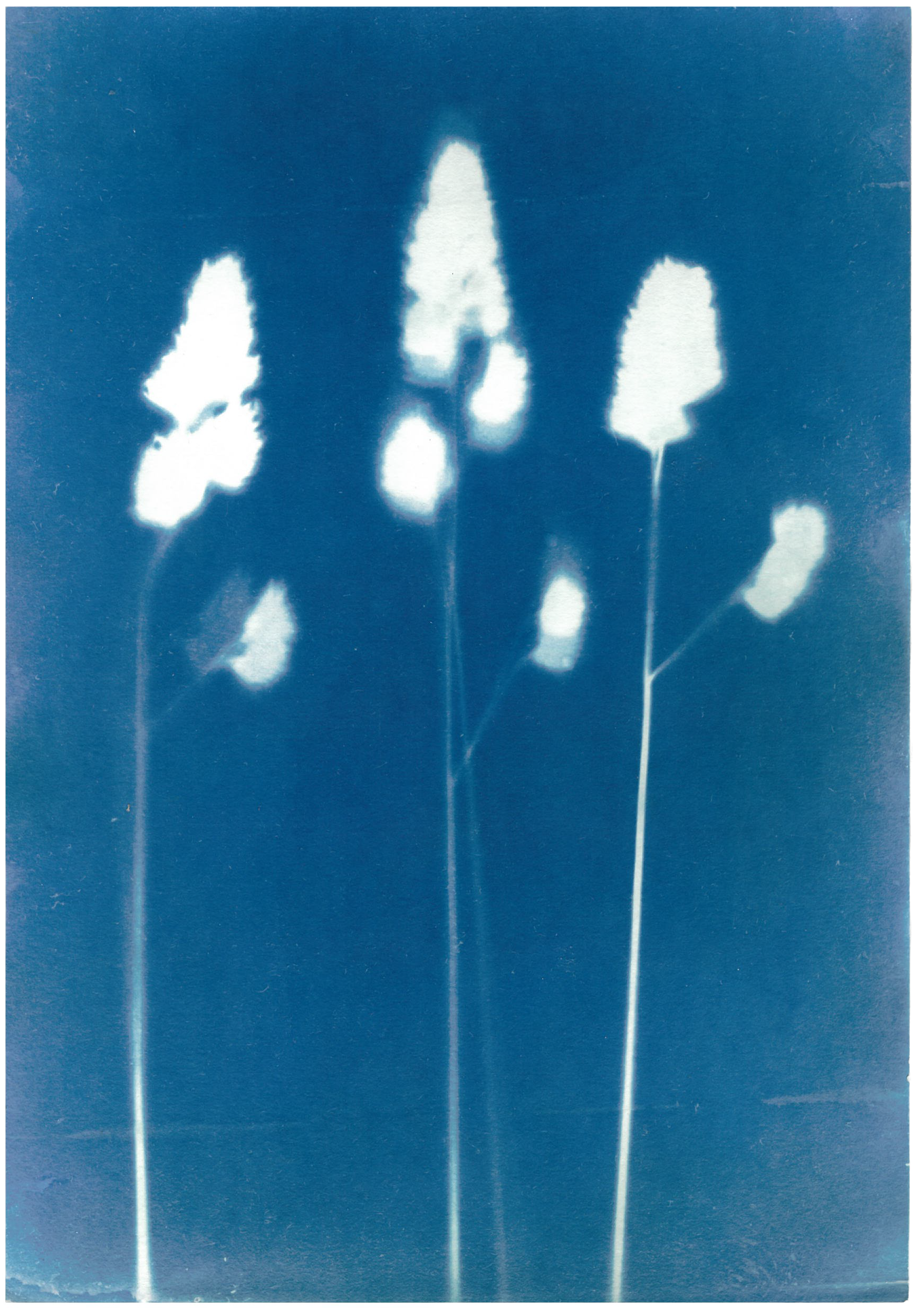 cyanotype+2+%287%29.png