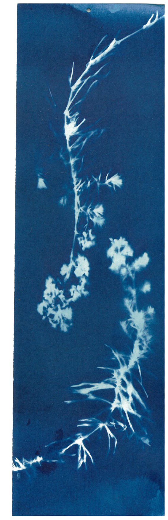 cyanotype.png