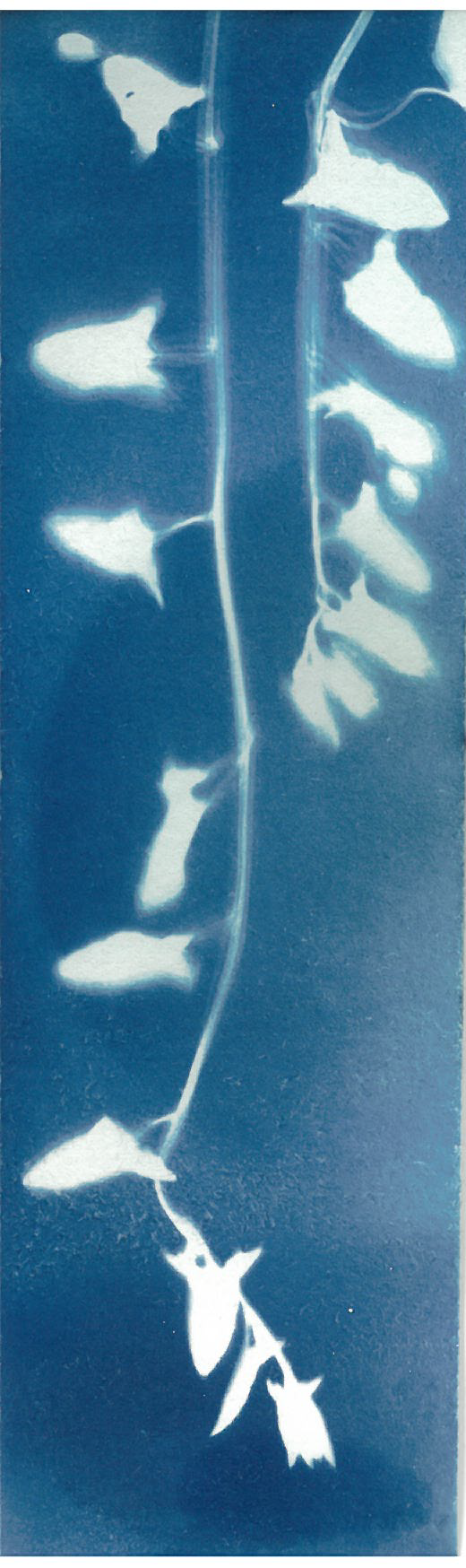 b1 (1).png