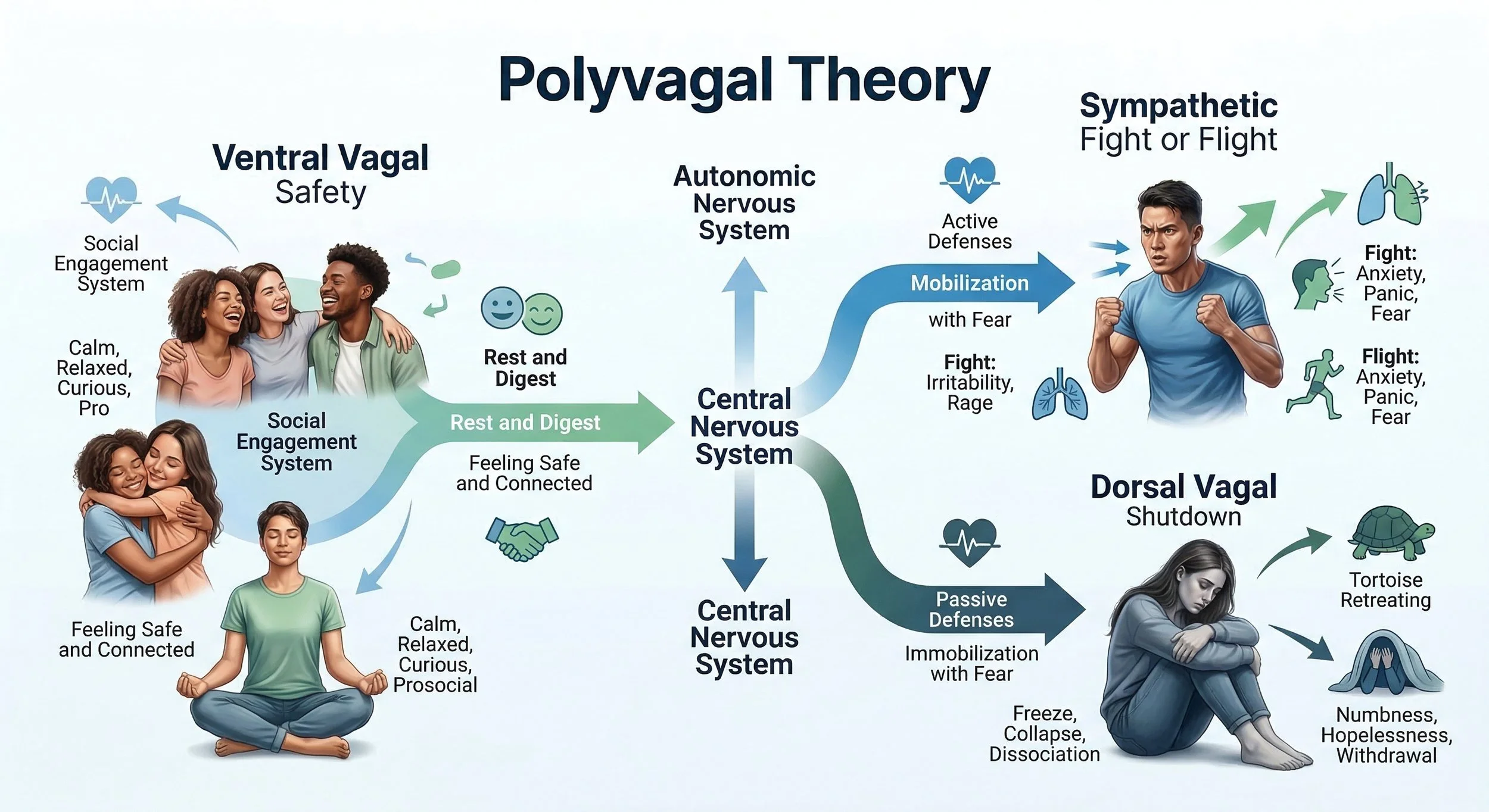 Nervous System Regulation Poly Vagal Theory