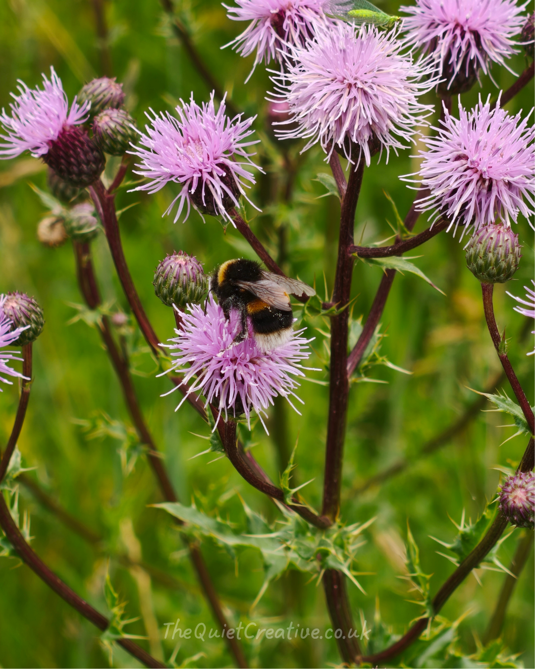Fluffy Bee