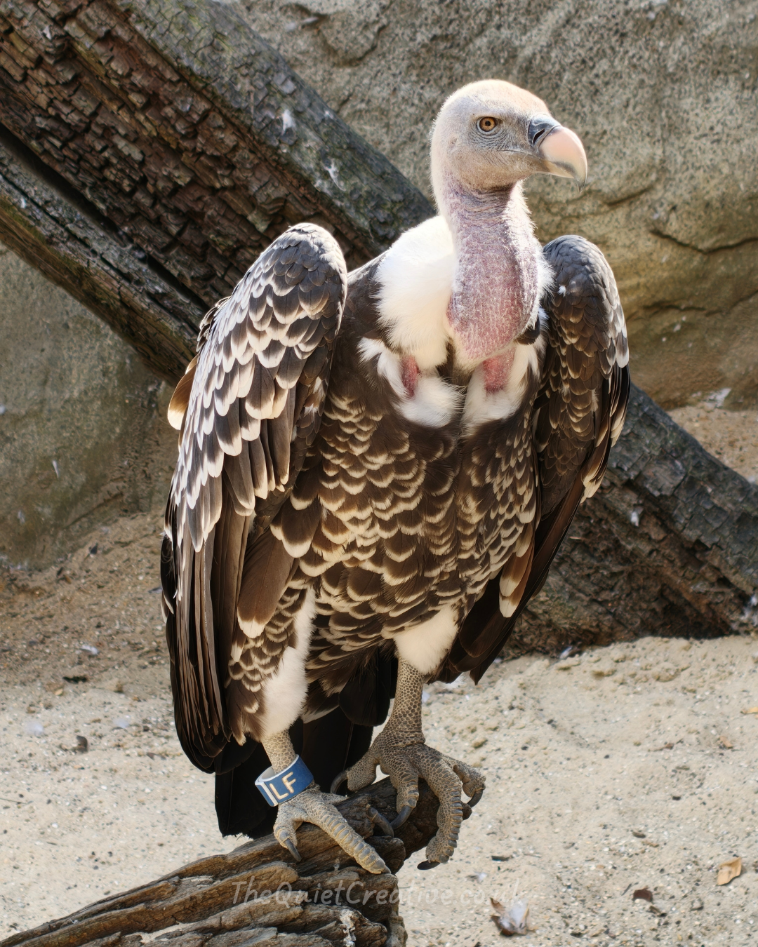 Rüppell's  Griffon Vulture