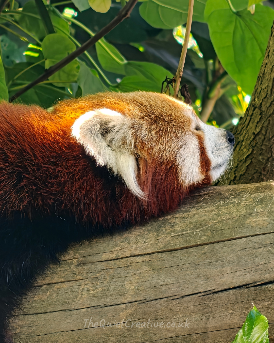 Sleepy Red Panda