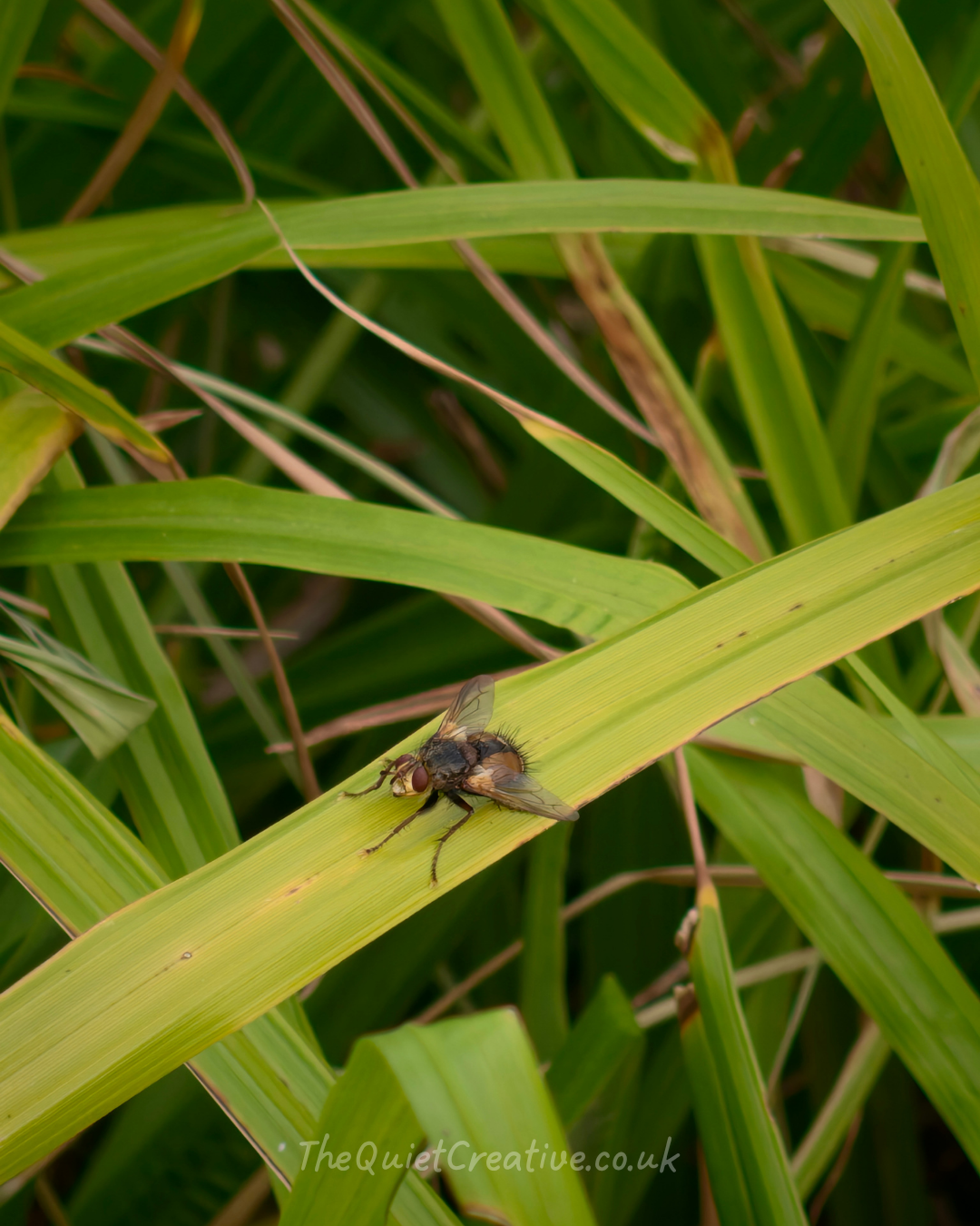 Tachinid Fly