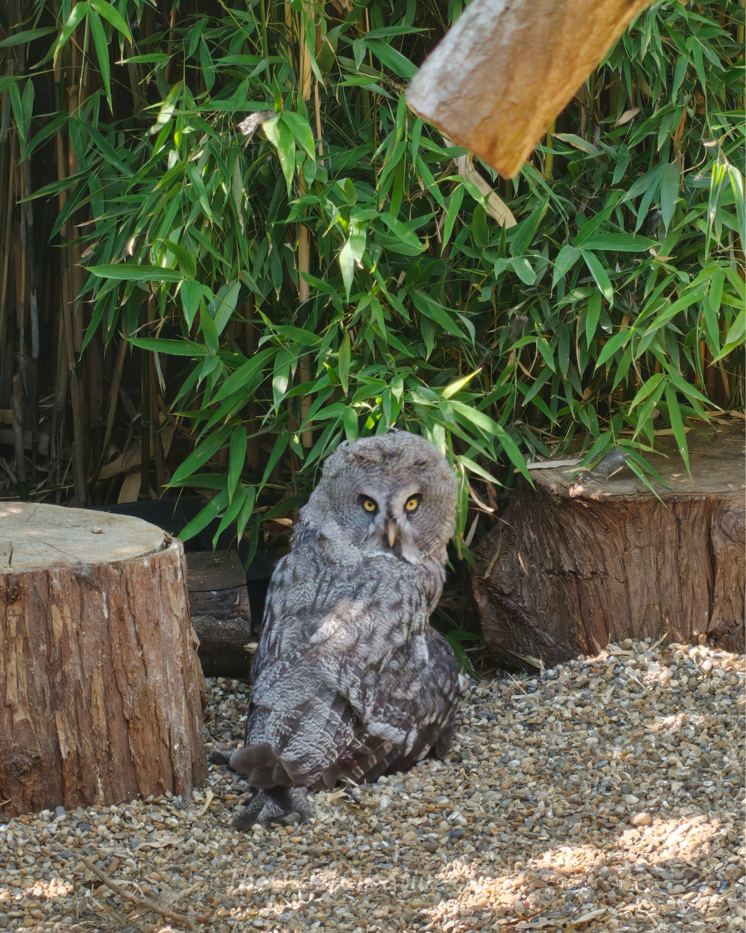 Great Grey Owl