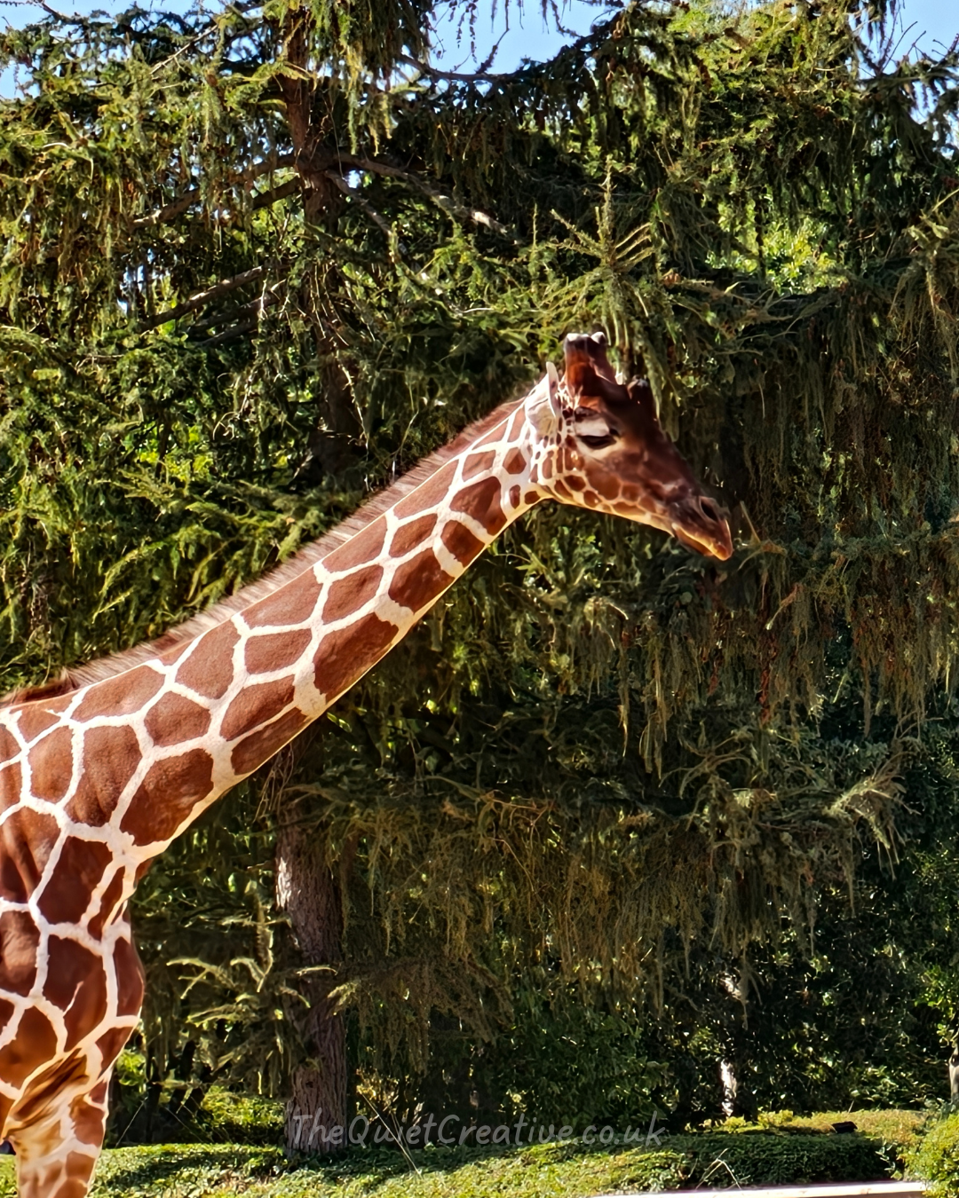 Reticulated Giraffe