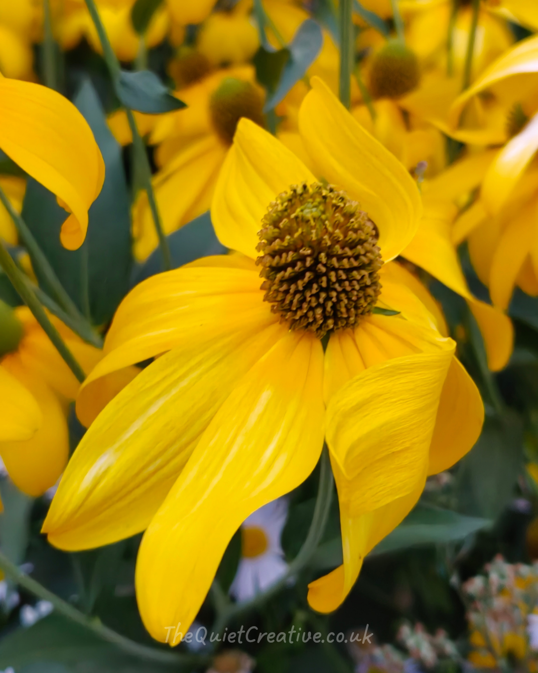 Rudbeckia Laciniata
