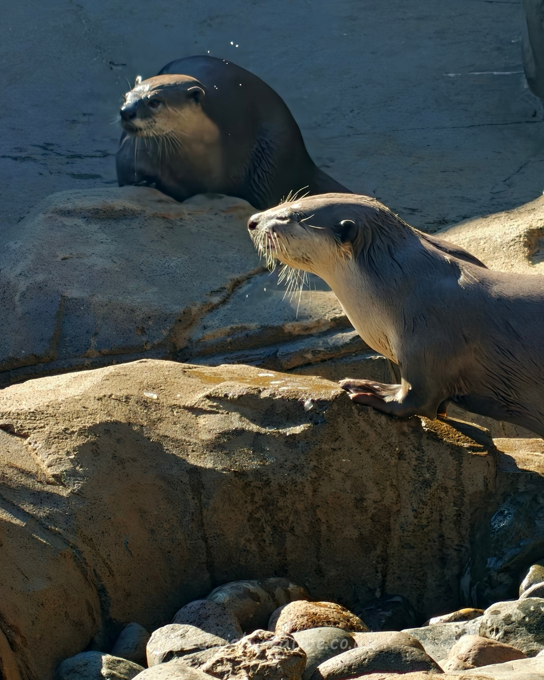 Smooth-Coated Otter