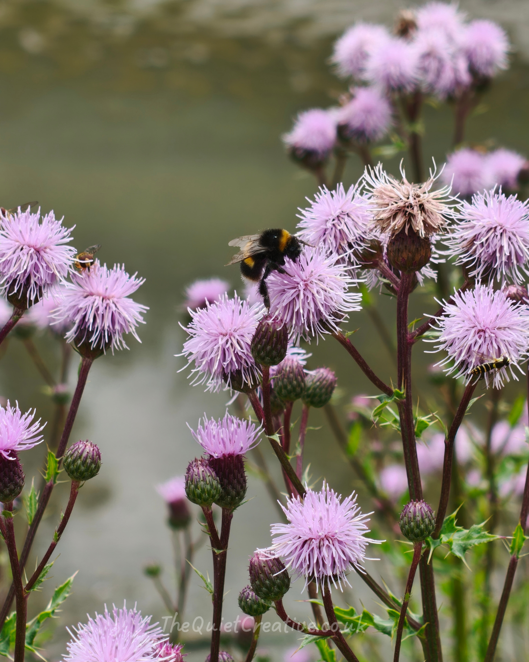 Floral and Insects