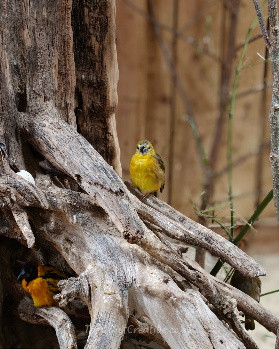 Village Weaver