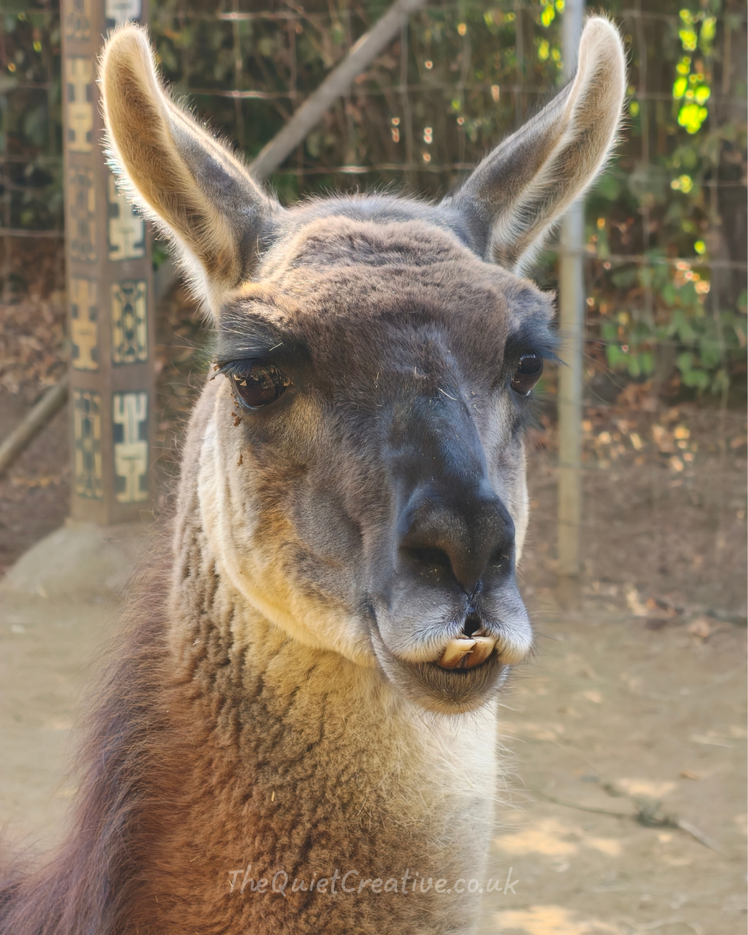 Llama