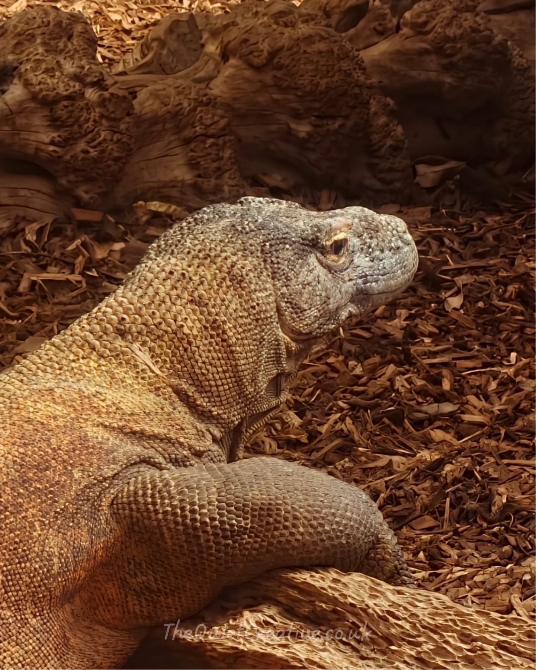 Komodo Dragon