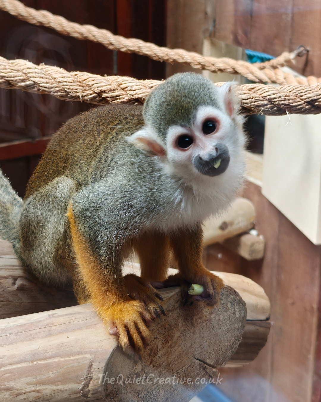 Squirrel Monkey