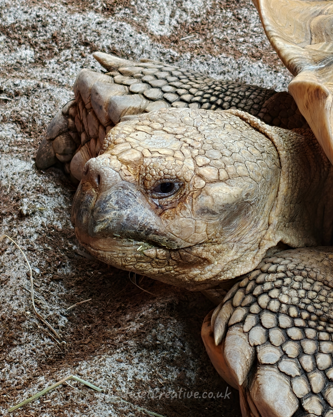 African Spurred Tortoise