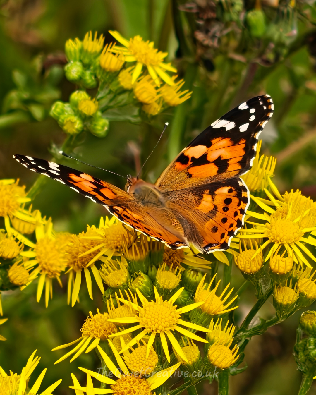 Painted Lady Butterfly