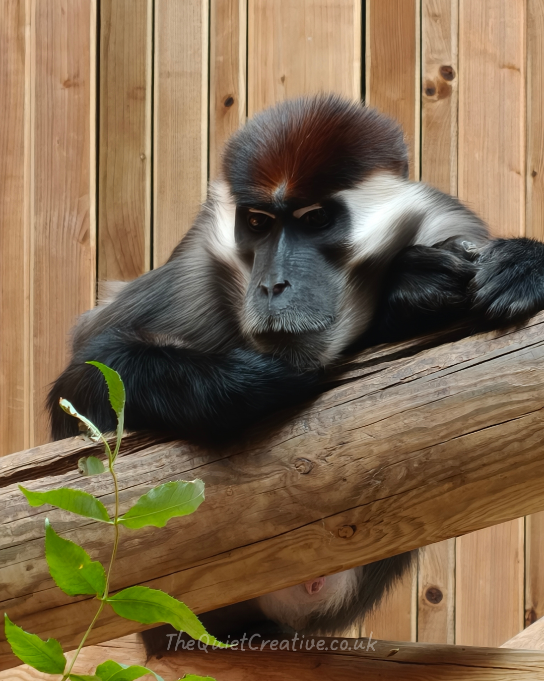 Cherry-Crowned Mangabey