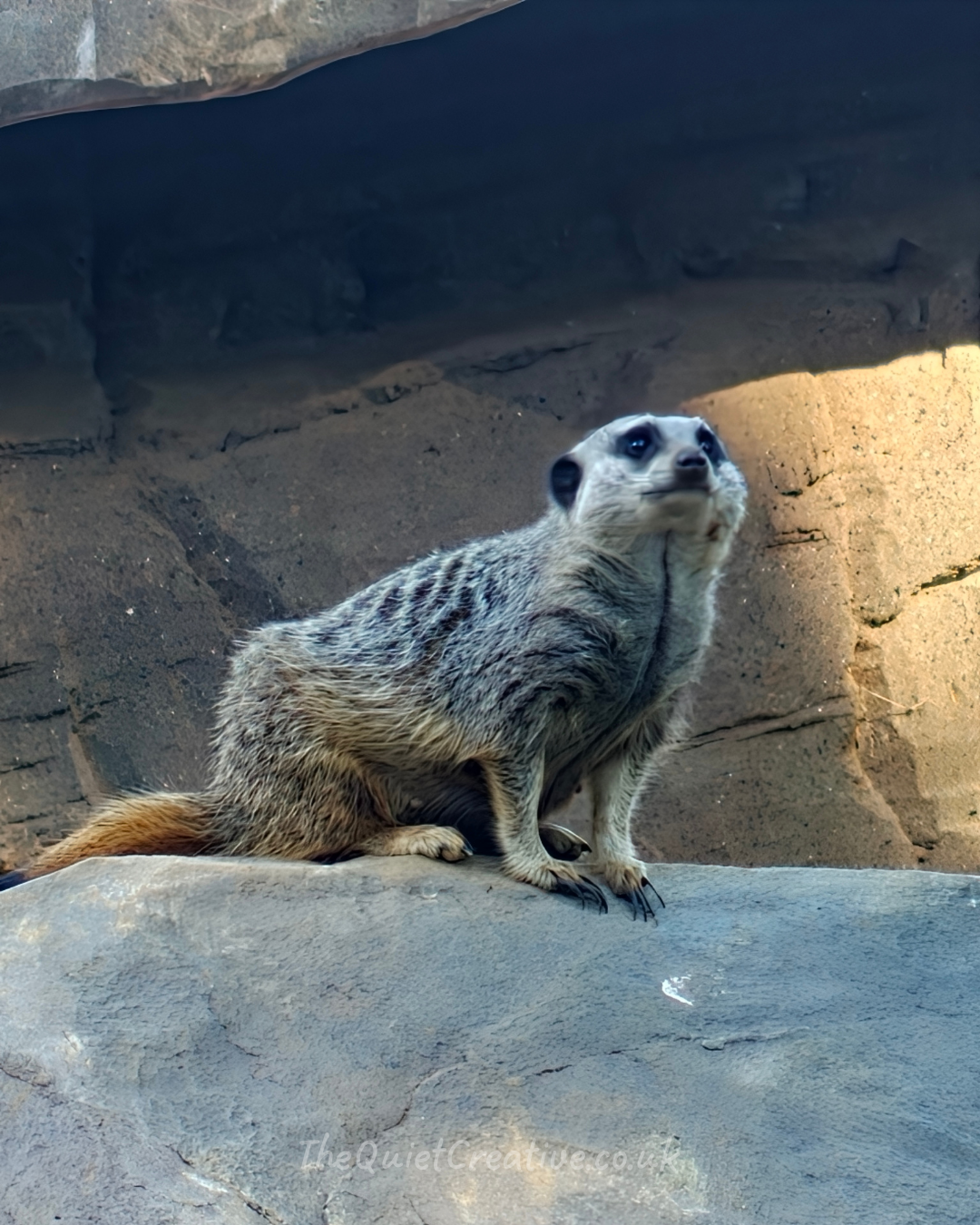 Slender-Tailed Meerkat