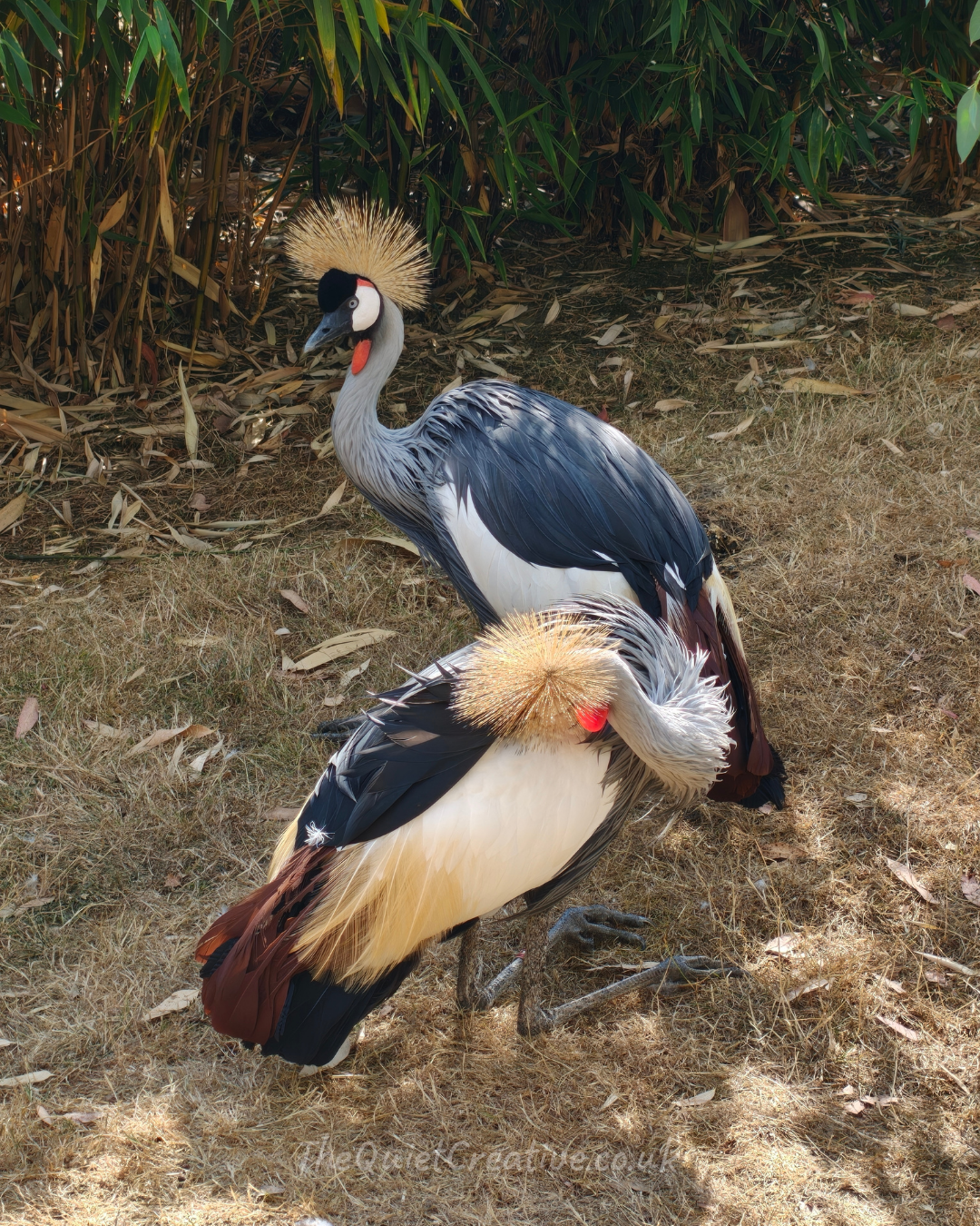 African Crowned Crane
