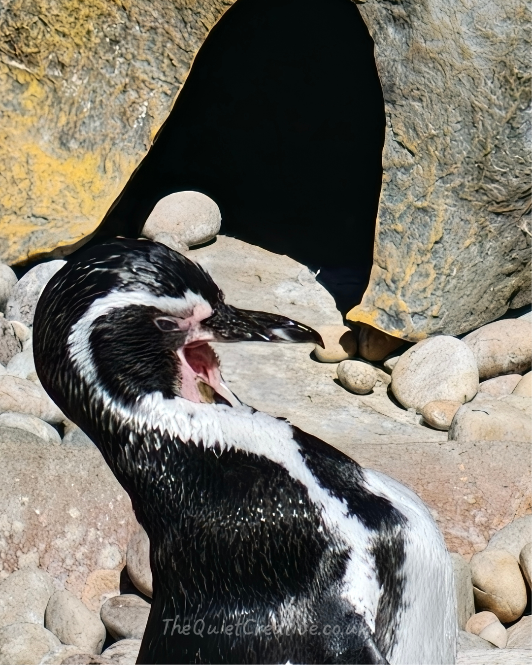 Humboldt Penguin