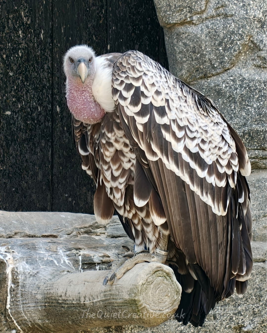 Ruppell's Griffon Vulture