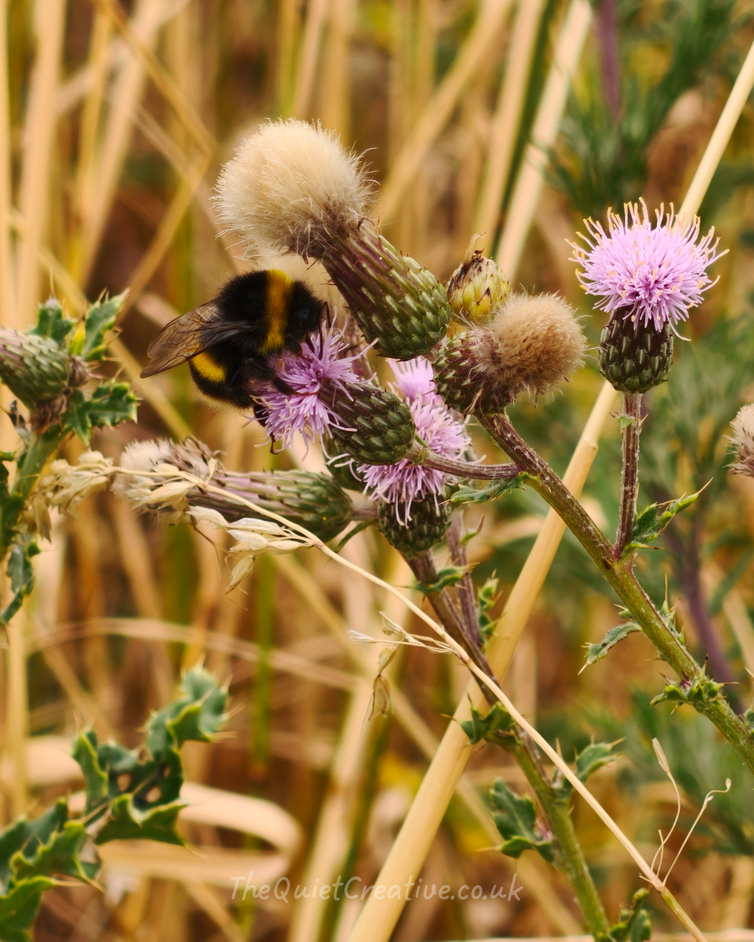 Buzzing Bee