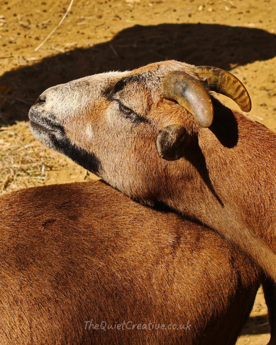 Cameroon Sheep