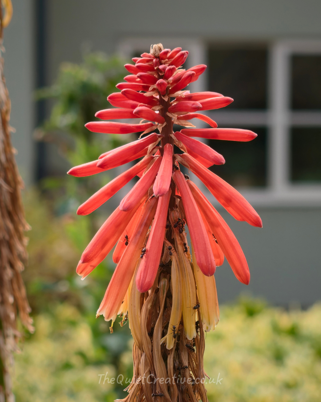 Aloe Arborescens