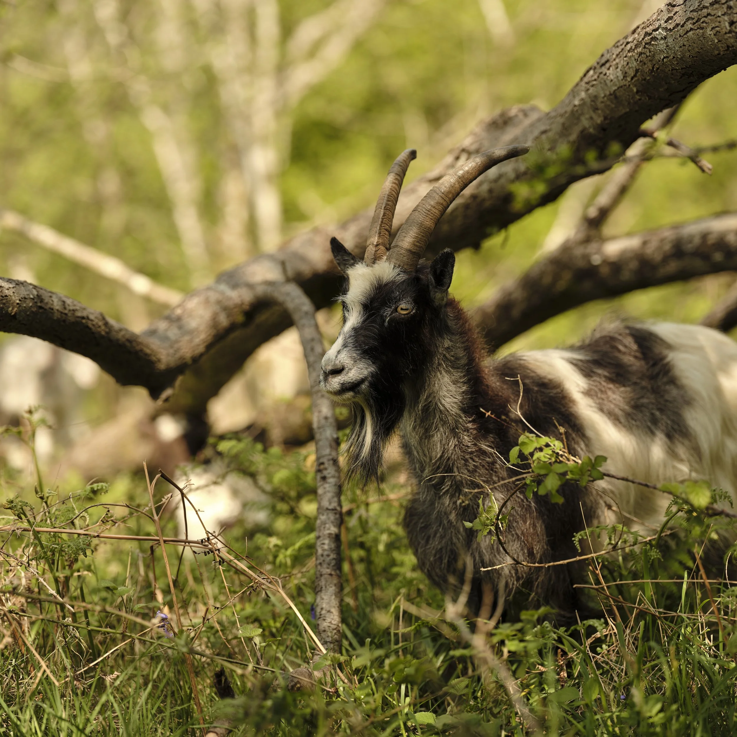 A goat with black and white fur, large curved horns, and yellow eyes partially hidden behind tree branches and greenery in a forest setting.