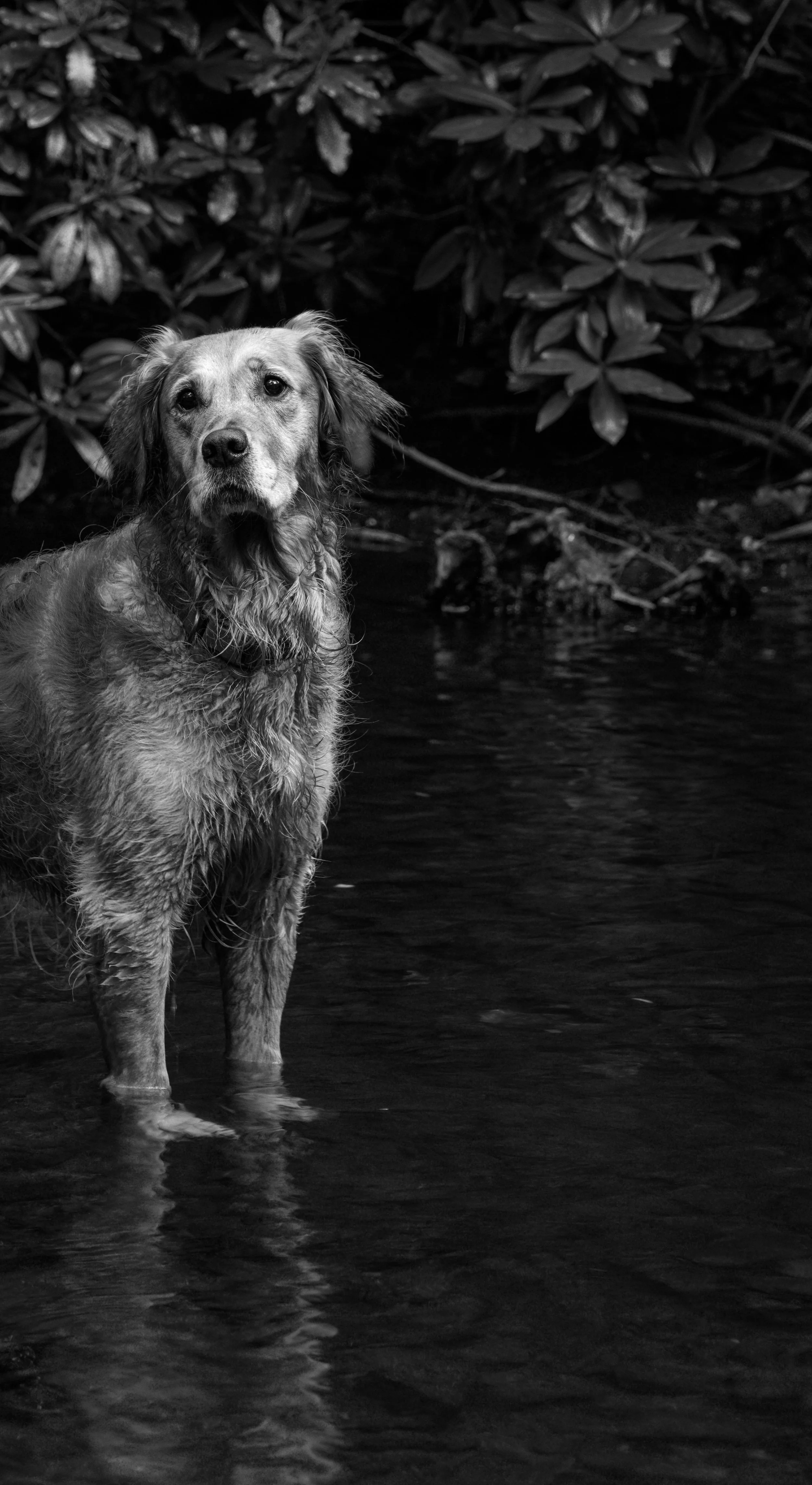 Laurence Cummins Photography - Somerset based Black and White Folk Portrait Photographer - Weddings, House & Gardens, Bands, Authors, Artists and Projects, Bath, Bristol, Devon, Dorset Best Photography Local Creative Photos in the South West Country