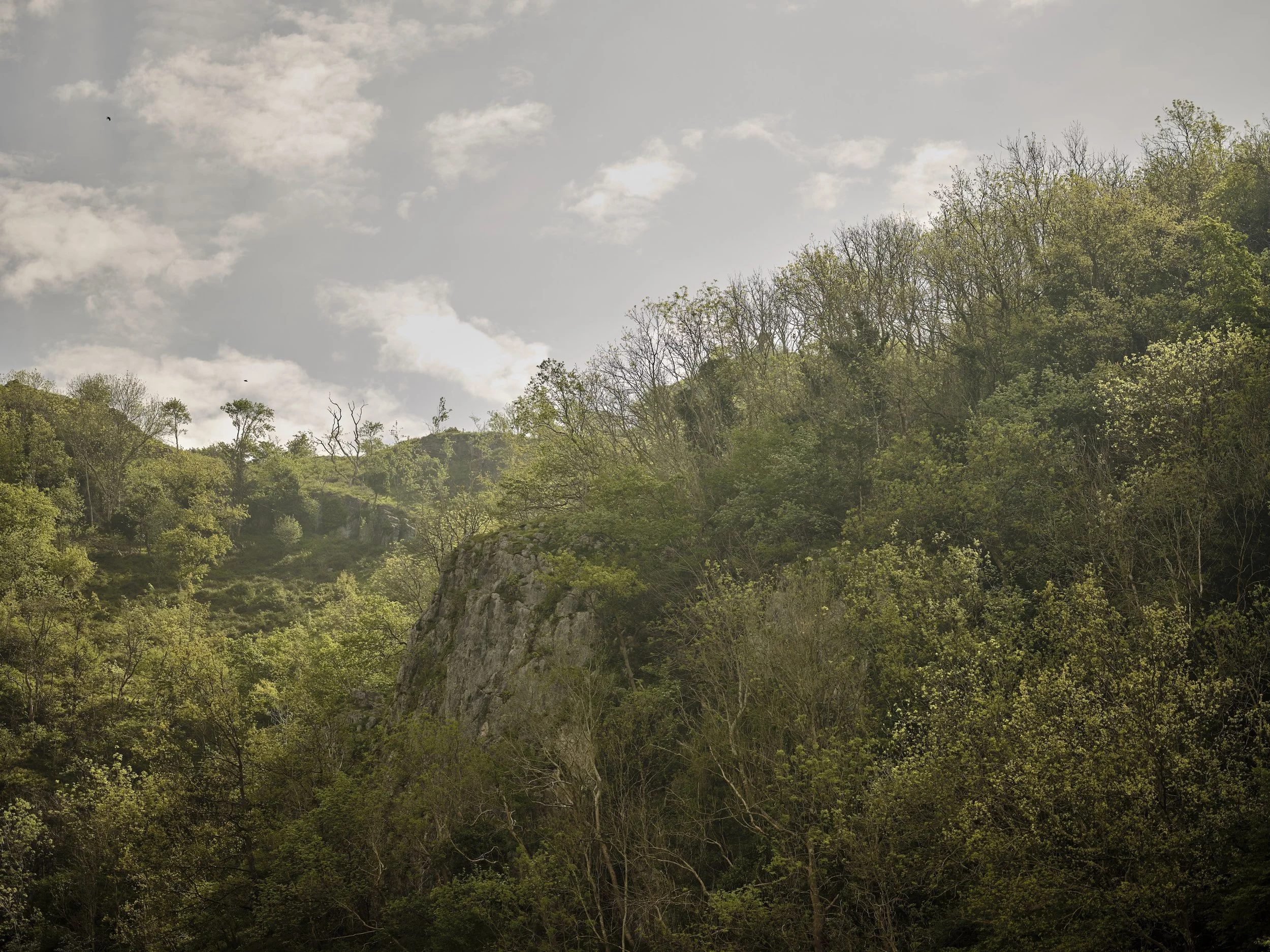 A scenic view of a hillside dense with green trees under a partly cloudy sky.