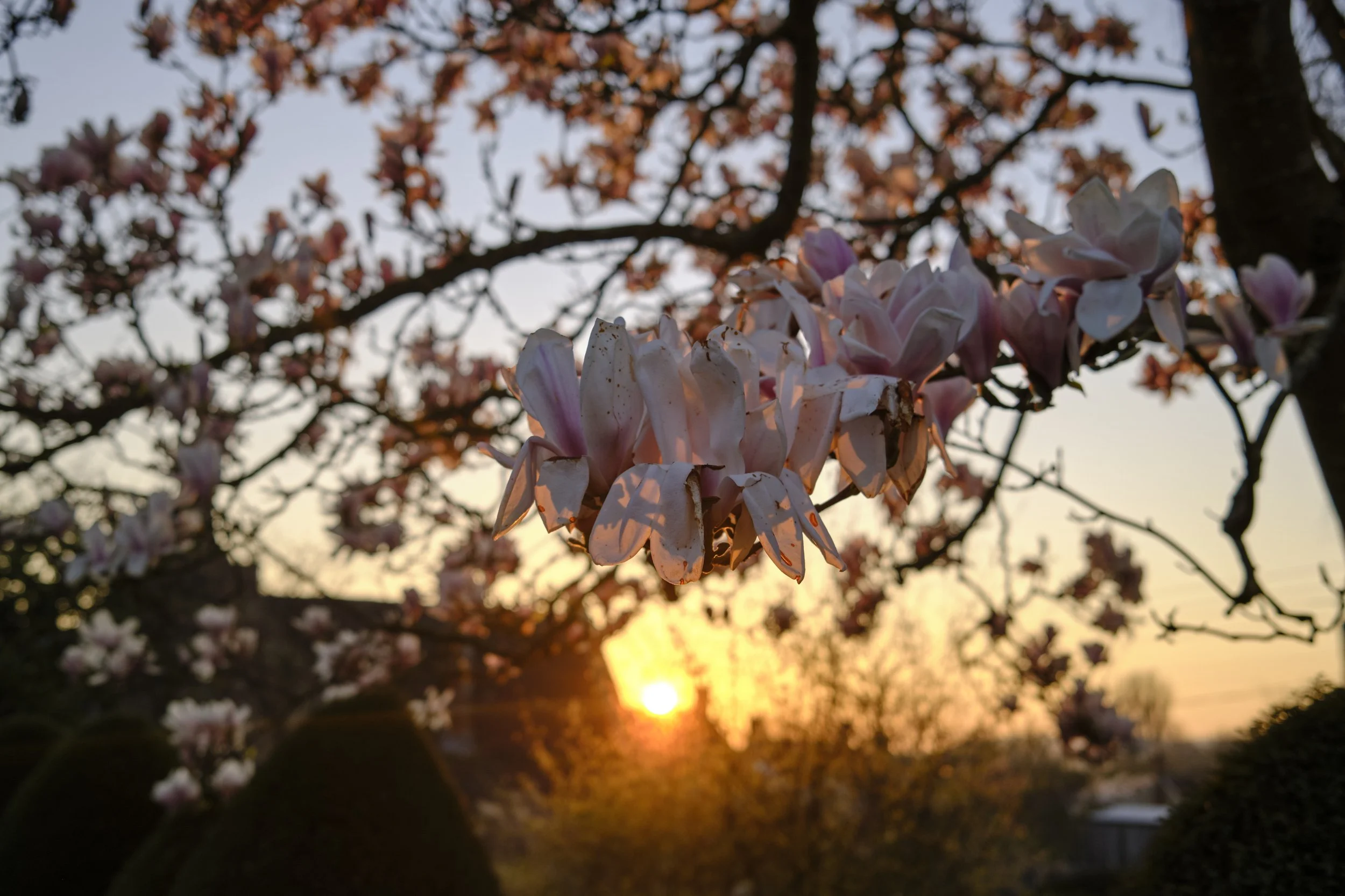 DSCF2354.jpg