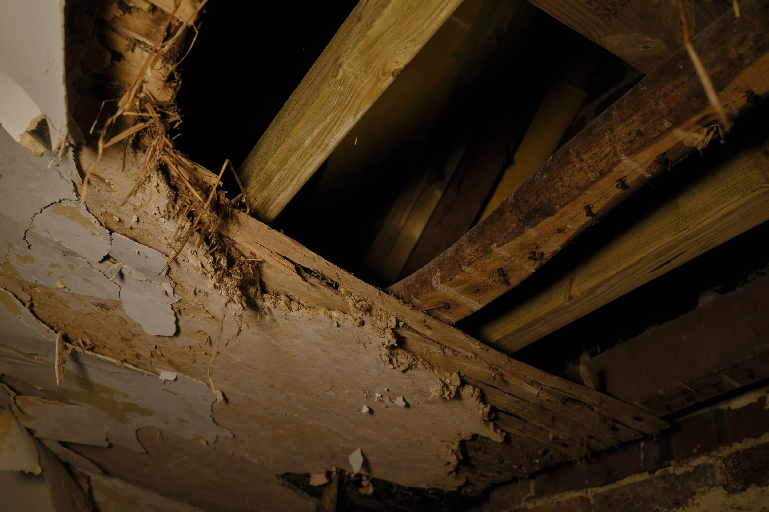 Wooden ceiling joists with some peeling paint and debris.