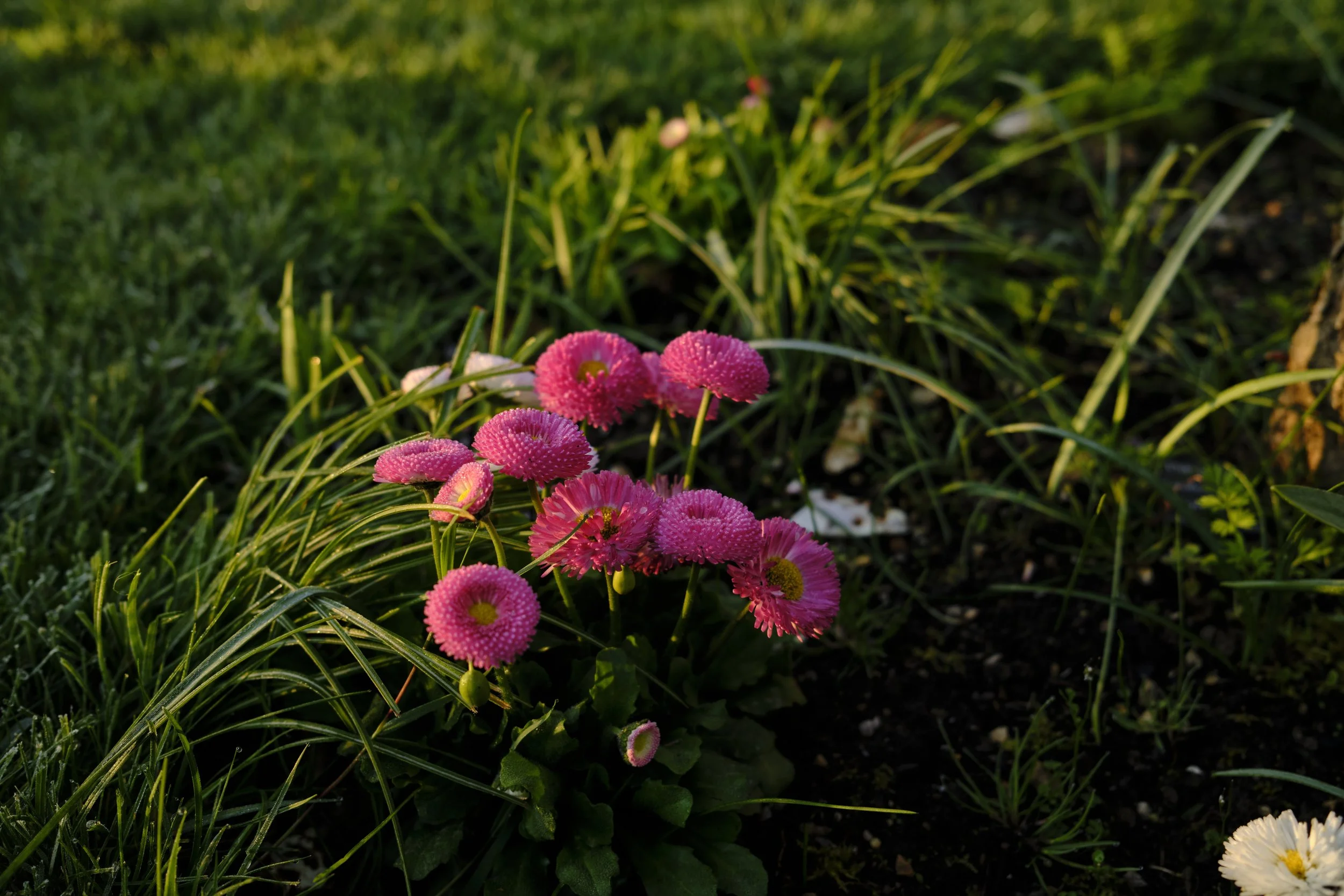 DSCF2504.jpg