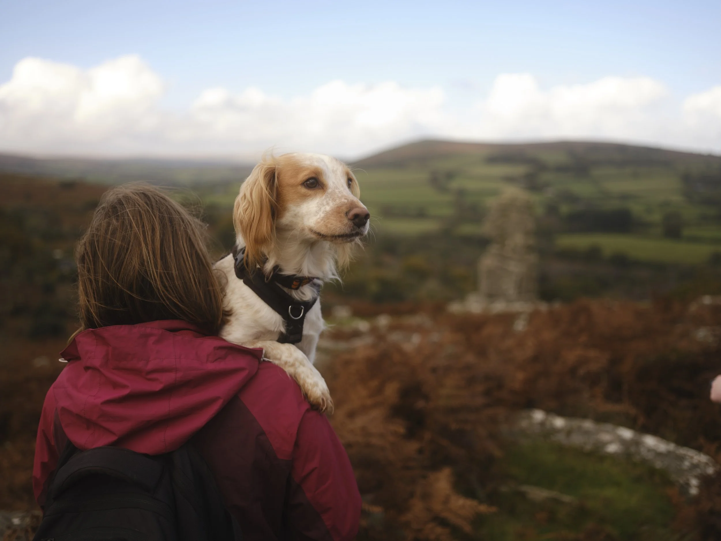 (c) Laurence Cummins Photography - English specialist medium format wedding & portrait photography based in Somerset UK, covering all of England - A dog portrait of a family spaniel on Dartmoor looking adorable